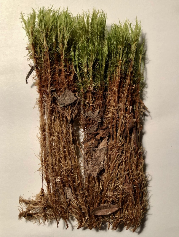 Dicranum bonjeanii